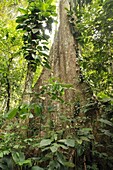 Gyranthera caribensis der höchste Baum im Hochdschungel Henri Pittier Nationalpark Venezuela