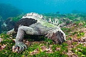 Marine-Leguan Fütterung auf See, Amblyrhynchus cristatus, Cabo Douglas, Fernandina Insel, Galapagos, Ecuador.