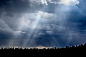 Storm clouds approach the Kaibab National Forest, Arizona.