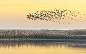 Common side moritos (Plegadis falcinellus) flying over the Reedbeds at dawn. Doñana Natural Park. Seville. Andalusia. Spain.