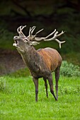 Red deer, Cervus elaphus, Male, in Rutting Season.