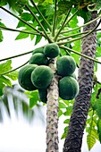 Papaya tree with fruits, Africa, Mascarene , Mascarene Islands , Mascarenhas , Mauritius, Southeastern coast of Mauritius, Grand Port District, Blue Bay