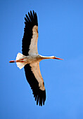 Stork flying against blue sky, Lagos, Algarve, Portugal, Europe