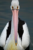 Australian Pelican (Pelecanus conspicillatus), on the light, American River, Kangarro Island, South Australia, Australia.