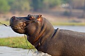 Hippopotamus (Hippopotamus amphibius), in the river, Chobe National Park, Botswana.
