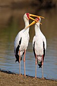 Yellowbilled Storks (Mycteria ibis), loving pare male on the left preening the female at the lakeshore, Sunset Dam, Kruger National Park, South Africa.