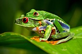 Couple of red-eye frogs copulating (icon of Costa Rica). Tortuguero, Costa Rica, Central America.