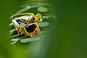 Red-eyed Tree Frog - La Laguna del Lagarto Lodge - Boca Tapada, San Carlos, Costa Rica [Controlled Specimen].