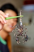 Vendor holding a scorpion in chopcticks at the Peaceful Market, Guangzhou, Canton, China.