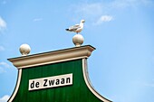 Seagul on top of a house called 'the Swan', Zaandam, the Netherlands.