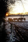 Dutch foggy winter landscape with horses and a sunset.