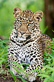 African Leopard (Panthera pardus) lying down in forest, looking at camera, Masai Mara national reserve, Kenya.