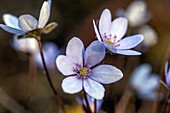 Hepatica nobilis, Kidneywort, Liverleaf or Liverwort blooming in early spring.