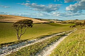 Summer afternoon in South Downs National Park, East Sussex, England.