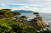 Pebble Beach California famous Lone Elm cypress tree and ocean on 17-mile drive one of the most photographed trees in North America.