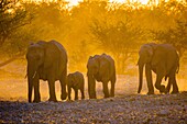 African elephant in Etosha National Park. African elephants are elephants of the genus Loxodonta. The genus consists of two extant species: the African bush elephant and the smaller African forest elephant. Loxodonta is one of two existing genera of the f