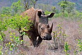 White rhinoceros or Square-lipped rhinoceros (Ceratotherium simum), standing, attentive, Kruger National Park, South Africa, Africa.