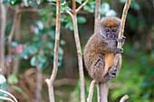 Eastern grey bamboo lemur (Hapalemur griseus), on Lemur Island near Vakona Lodge, Perinet Reserve, Madagascar.