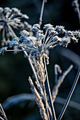 Mit Frost bedeckte Pflanze, Allgäu, Bayern, Deutschland