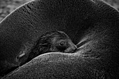 A newborn fur-seal pup spends its first hour in the cozy warmth of its mother's fur