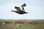 Female Magellan goose (Chloephaga picta picta) in flight