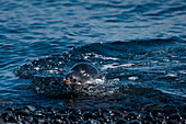 Ein Adéliepinguin (Pygoscelis adeliae) schwimmt im Wasser, Brown Bluff, Weddell-Meer, Antarktische Halbinsel, Antarktis