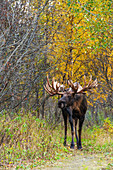 'The large bull moose (alces alces) known as Hook who roams in the Kincade Park area in Anchorage is seen during the fall rut in South-central Alaska; Alaska, United States of America'