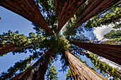 'Giant sequoia trees, Sequoia National Park; California, United States of America'