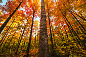 'Looking up at the colourful canopy of leaves of Algonquin Park; Ontario, Canada'