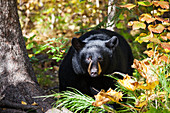 Close up of a large Black bear among an autumn forest understory, Southcentral Alaska, USA