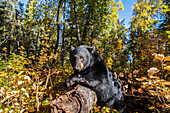 Black bear among autumn foliage, Southcentral Alaska, USA