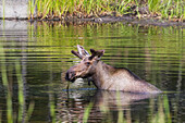 A bull moose, with antlers still in velvet, feeds in a small pond near Palmer, Southcentral Alaska, USA
