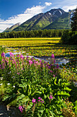 Summer scenic of Fireweed, pond lilies, and the Chugach Mountains, Southcentral Alaska, USA