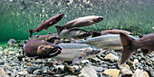 Underwater view of maturing coho salmon holding in a pool in Hartney Creek near Cordova, Alaska in the Autumn.