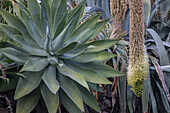 Agavengewächse, Pflanzen, Agave und Blütenstand Drachenbaum Agave,  La Gomera, Kanaren, Kanarische Inseln, Spanien