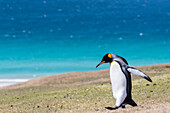 Adult king penguin (Aptenodytes patagonicus) on the grassy slopes of Saunders Island, Falkland Islands, South America