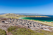 Gentoo penguin (Pygoscelis papua) breeding colony on the slopes of Carcass Island, Falkland Islands, South America