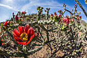 Flowering cholla cactus (Cylindropuntia spp), in the Sweetwater Preserve, Tucson, Arizona, United States of America, North America