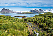 Walkway on Prion Island, South Georgia, Antarctica, Polar Regions