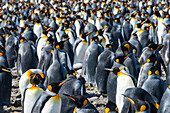 Giant king penguins (Aptenodytes patagonicus) colony, Salisbury Plain, South Georgia, Antarctica, Polar Regions