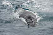 Humpback whale (Megaptera novaeangliae), South Sandwich islands, Antarctica