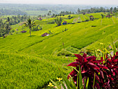 Rice terraces, Bali, Indonesia, Southeast Asia, Asia