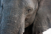 A close-up portrait on an African elephant (Loxodonta africana), Chobe National Park, Botswana, Africa
