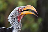 Close-up portrait of an eastern yellow-billed hornbill (Tockus flavirostris), Khwai Concession, Okavango Delta, Botswana, Africa