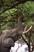 An African elephant (Loxodonta africana) browsing on tree leaves, Khwai Concession, Okavango Delta, Botswana, Africa