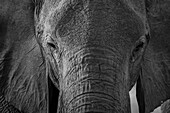 Close-up portrait of an African elephant (Loxodonta africana), Khwai Concession, Okavango Delta, Botswana, Africa