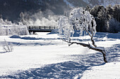 Frost on tree branches frames the snowy landscape, Celerina, Maloja, Canton of Graubunden, Engadine, Switzerland, Europe