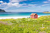 Colorful flowers on green meadows frame the typical rorbu surrounded by turquoise sea, Ramberg, Lofoten Islands, Norway, Scandinavia, Europe