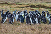 Magellanic penguin (Spheniscus magellanicus) colony, Carcass Island, West Falklands, Falkland Islands, South America