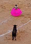 Bullfighting, Novillada Picada on the Bullring, Plaza de Toros de Las Ventas, Madrid, Spain, Europe
